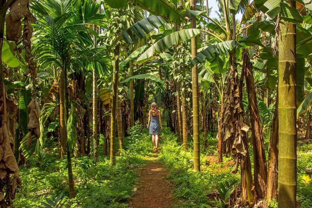 kqwukqsmsaox0shsx3by9tlopuwz_1585383706_goa-tropical-spice-plantation-147714811724-orijgp